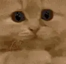 PLEASE emote