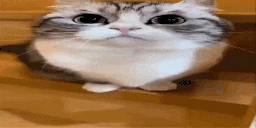 BOO emote