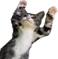 Cat emote