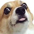 JoliShit emote