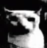 CringeCat emote