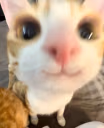 gm emote