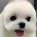 pp emote