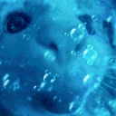 blub emote