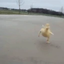 duck emote