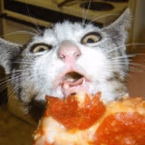 pizza_cat emote