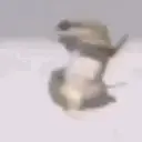 LizardPls emote