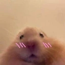 hamsterShy emote