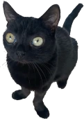 bigfootjinx emote