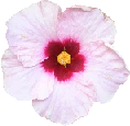 white_flower emote