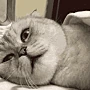 Icant emote