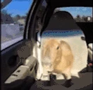 OKIPULLUP emote
