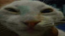 unxdd emote