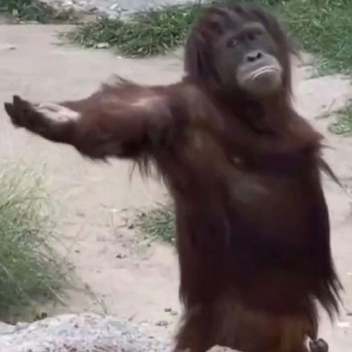 Gimmie emote