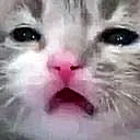 catconfusion emote