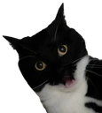 maxwellgasp emote