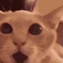 cat_shocked emote