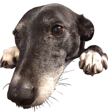 belle emote