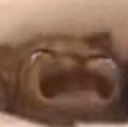 catcry emote