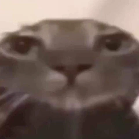 Cat_Bruh emote