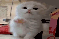 catLick emote