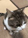 HaceAlgo animated emote