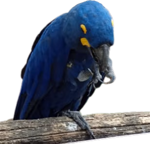 Twittereel emote