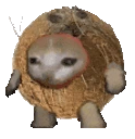 Coconutcatrun emote