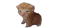 robtosis emote