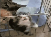 STOP emote