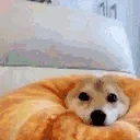 boop emote