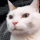 SigmaCat animated emote