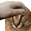 PetTheFloppa emoji
