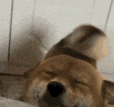 happy_shiba_tailwag emoji