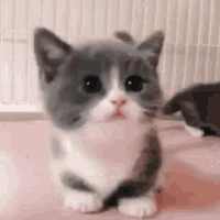 kitty_walk emote