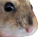 Hampting emote