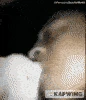 besote emote