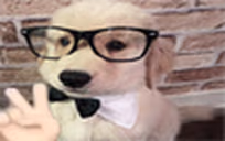 pp emote