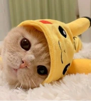 PikaCat2 emote