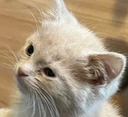 WakeyUpyCarTired emote