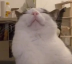 Sleepplink emote