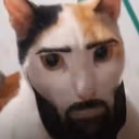 chadcat emote
