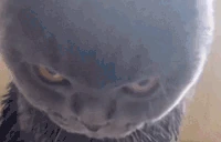 mad emote