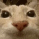 DosecatU emote