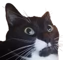 Um emote
