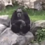 monkey emote