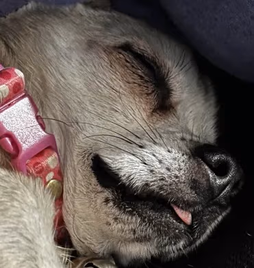 DOG_KEK_BUT_ALSO_SLEP emote
