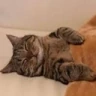 CE_Eepy emote