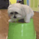 ANSIEDO emote