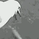 GlizzyGull emote